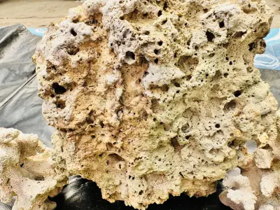 Roca Viva para Acuario Marino 🐠🪨 Ideal para Reef – Natural y Lista para Uso